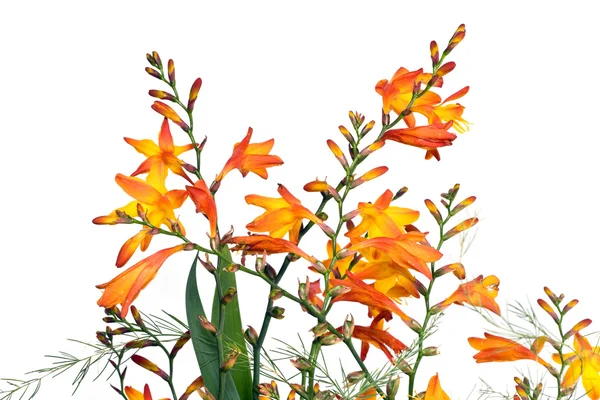 Oranžové květy na bílém pozadí — Stock fotografie