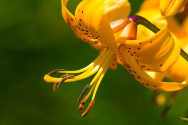 Orange Lily in garden clipart