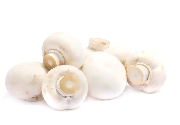 Белые грибы над белыми — стоковое фото