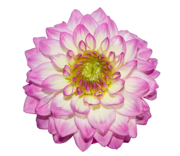 Beautiful flower on white background — Stock Photo, Image