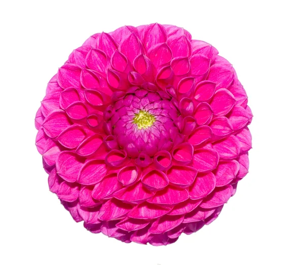 Beautiful flower on white background — Stock Photo, Image