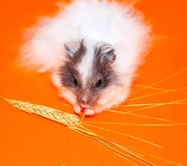 White little Hamster eat over orange bac — Stock Photo, Image