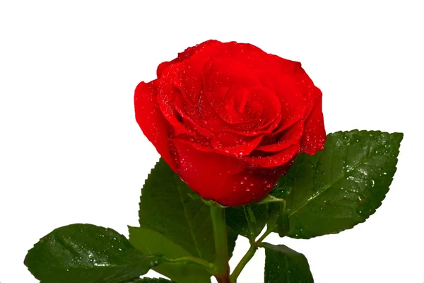 Beautiful red rose — Stock Photo, Image