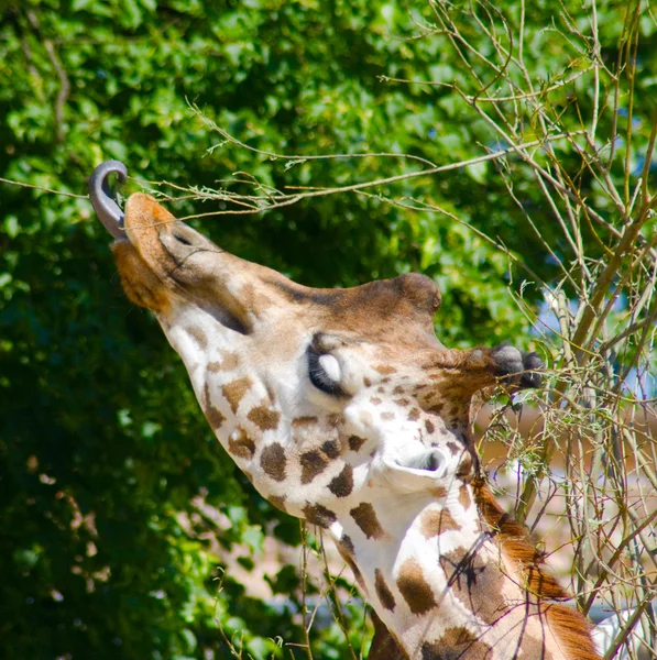 The giraffe eats with language leaves fr — Stock Photo, Image