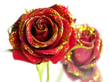 Roses_01 clipart