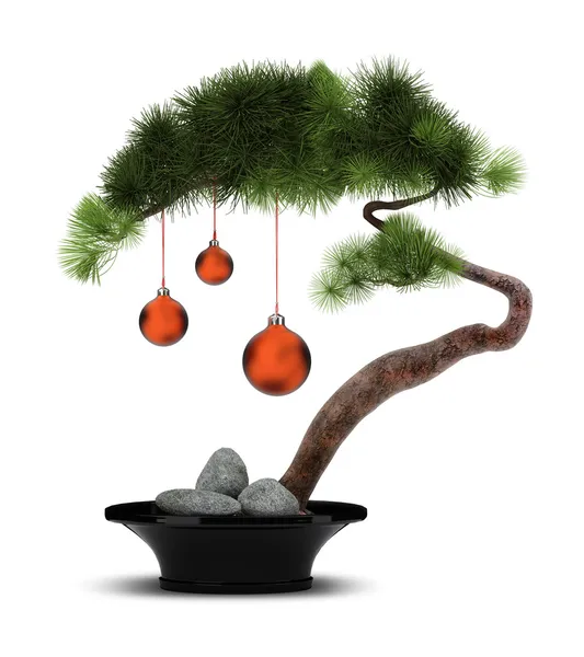 Chinese New Year pine tree — Stockfoto