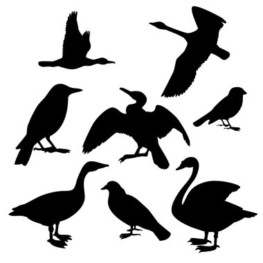 Collection of birds. Vector illustration clipart