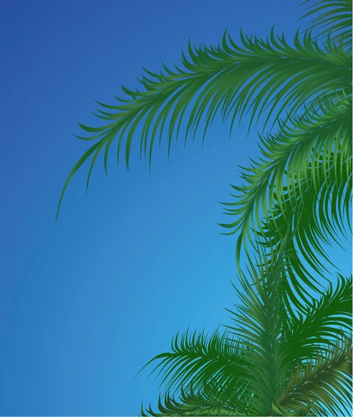 Zomer achtergrond met palmbomen — Stockvector