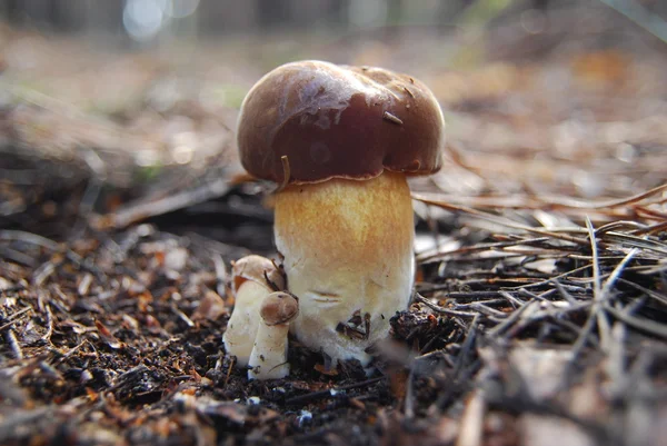 stock image Mushroom