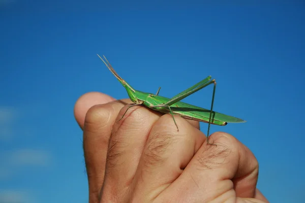 Grasshopper on a hand — Stock Photo, Image