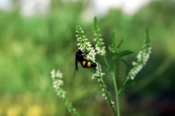 Insect on a grass — Stock Photo, Image