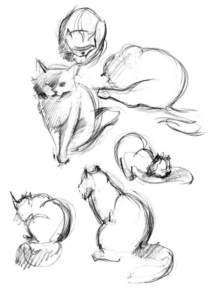 고양이 스케치 — 스톡 사진