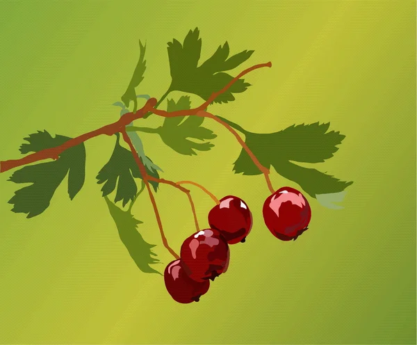 Berries — Stock Vector