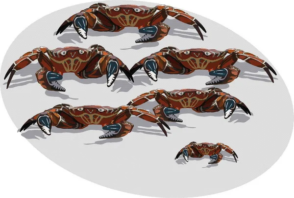 Crab — Stock Vector