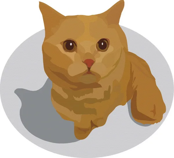 Red cat with brown eyes — Stock Vector