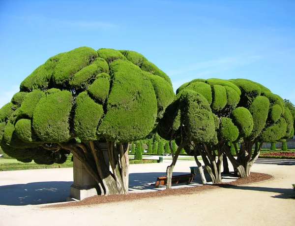 Seltsam geformte Bäume im Madrider Park — Stockfoto