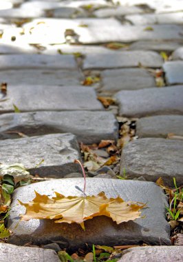 Maple leaf on a pavement clipart