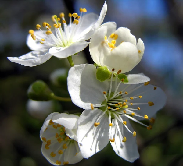 Cherry bloom in spring — Stock Photo, Image