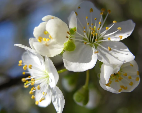 Cherry bloom in spring — Stock Photo, Image