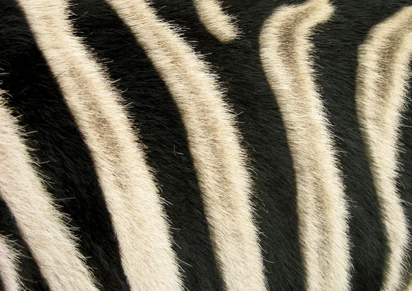 Zwart-witte strepen van een zebra — Stockfoto