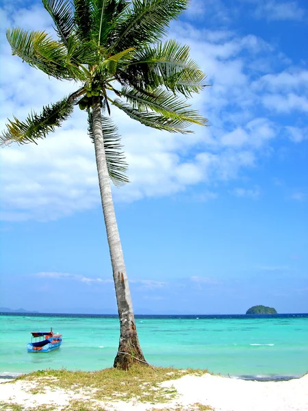 Kokosová palma na pláži — Stock fotografie
