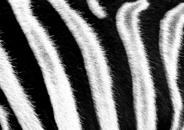 얼룩말의 흑백 줄무늬 — 스톡 사진