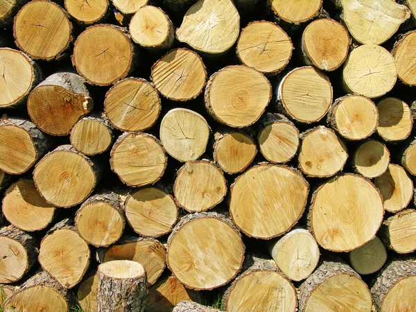 stock image Pile of firewood