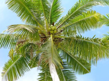 Coconut palm tree clipart