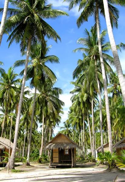 Pláž s palmami a chaty — Stock fotografie