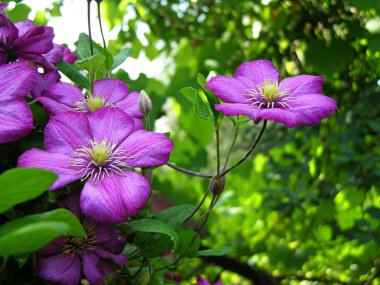 Purple clematis clipart