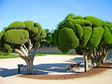 Odd-shaped trees in Madrid park clipart