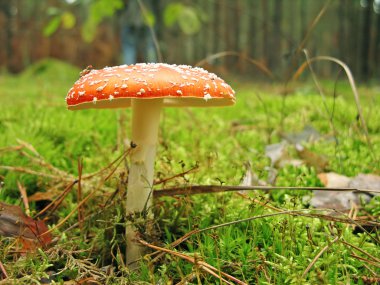 Fly agaric mushroom in a forest clipart
