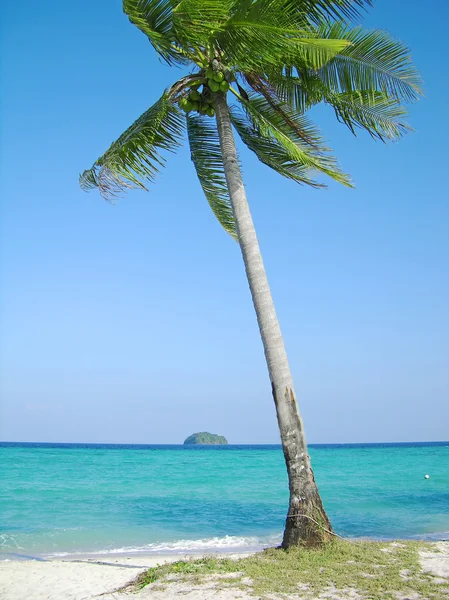 Hindistan cevizi ağacı tropikal plaj — Stok fotoğraf