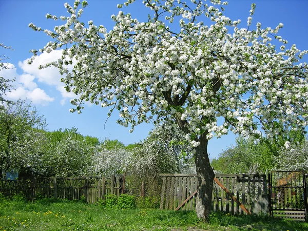 Цветущее плодовое дерево — стоковое фото