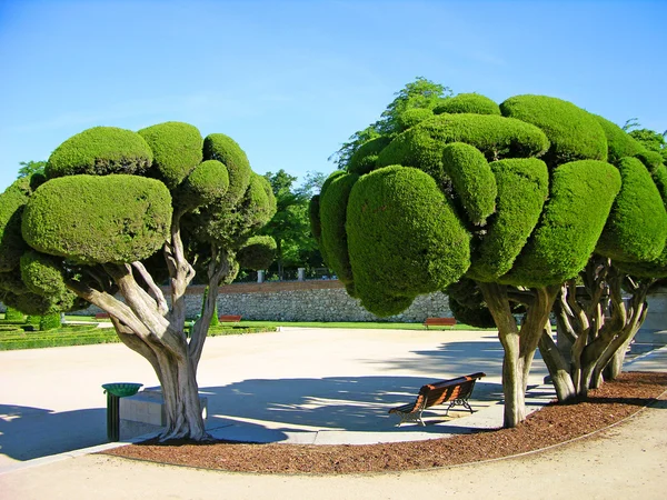 Seltsam geformte Bäume im Madrider Park — Stockfoto