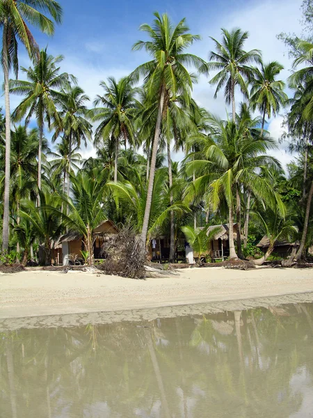 Tropikalnych palm beach — Zdjęcie stockowe