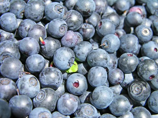 Blueberry background — Stock Photo, Image