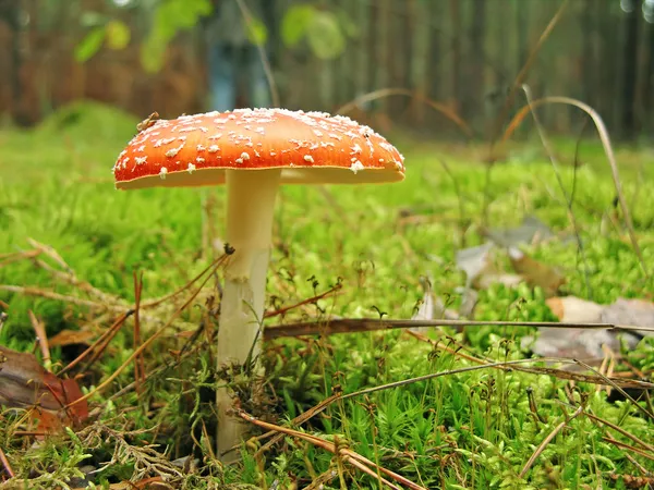 Mosca cogumelo agárico em uma floresta — Fotografia de Stock
