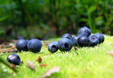 Blueberry on the green moss clipart