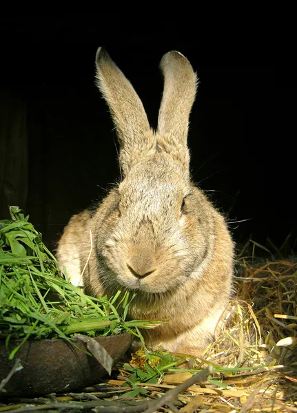Rabbit eating grass — Stock Photo, Image