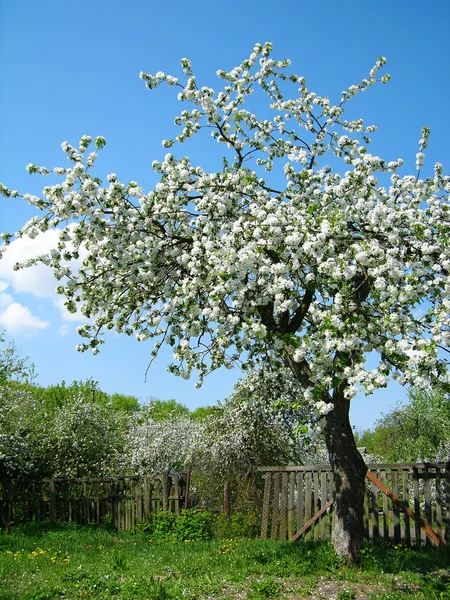 Цветущее плодовое дерево — стоковое фото
