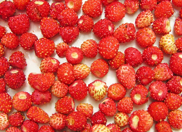 Fond de fraises sauvages — Photo