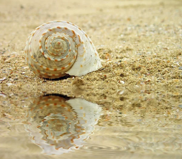 stock image Sea shell