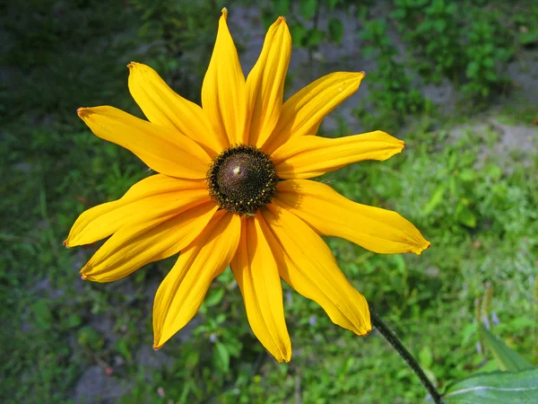 Κίτρινο λουλούδι της topinambour — Φωτογραφία Αρχείου
