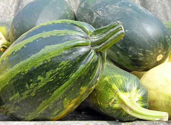 stock image Large vegetable marrows