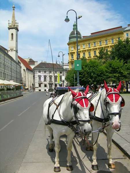Turist hästar i gatan av Wien — Stockfoto