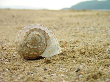 Kumdaki deniz kabuğu