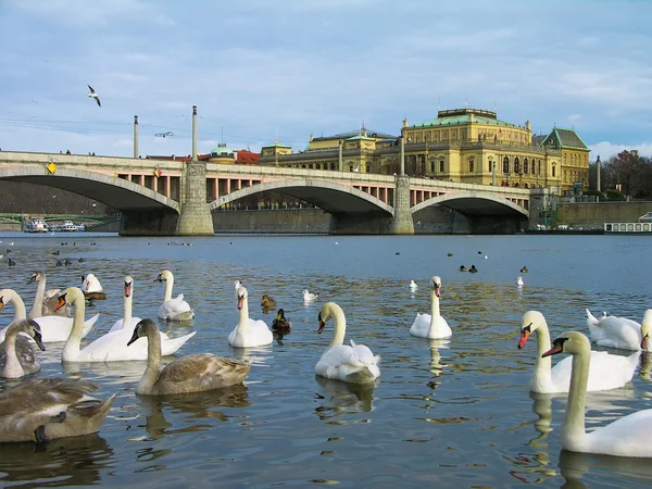 Vltava rivier, Praag, Tsjechische repub — Stockfoto