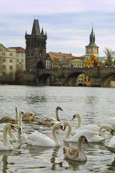 Svanar på floden vltava i Prag — Stockfoto