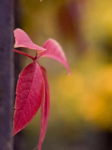 Stock image Autumn